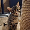 kitten, tabby, cat, pet, indoor, curious, scratching_post, carpet, toy, feline, young, cute, animal, fur, whiskers, ears, playful, closeup, domestic, floor