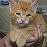 kitten, cat, orange_cat, pet, animal, feline, cute, hands, human_hand, fur, whiskers, ears, paws, indoor, closeup, sleepy, adorable, domestic_cat, portrait, young_cat