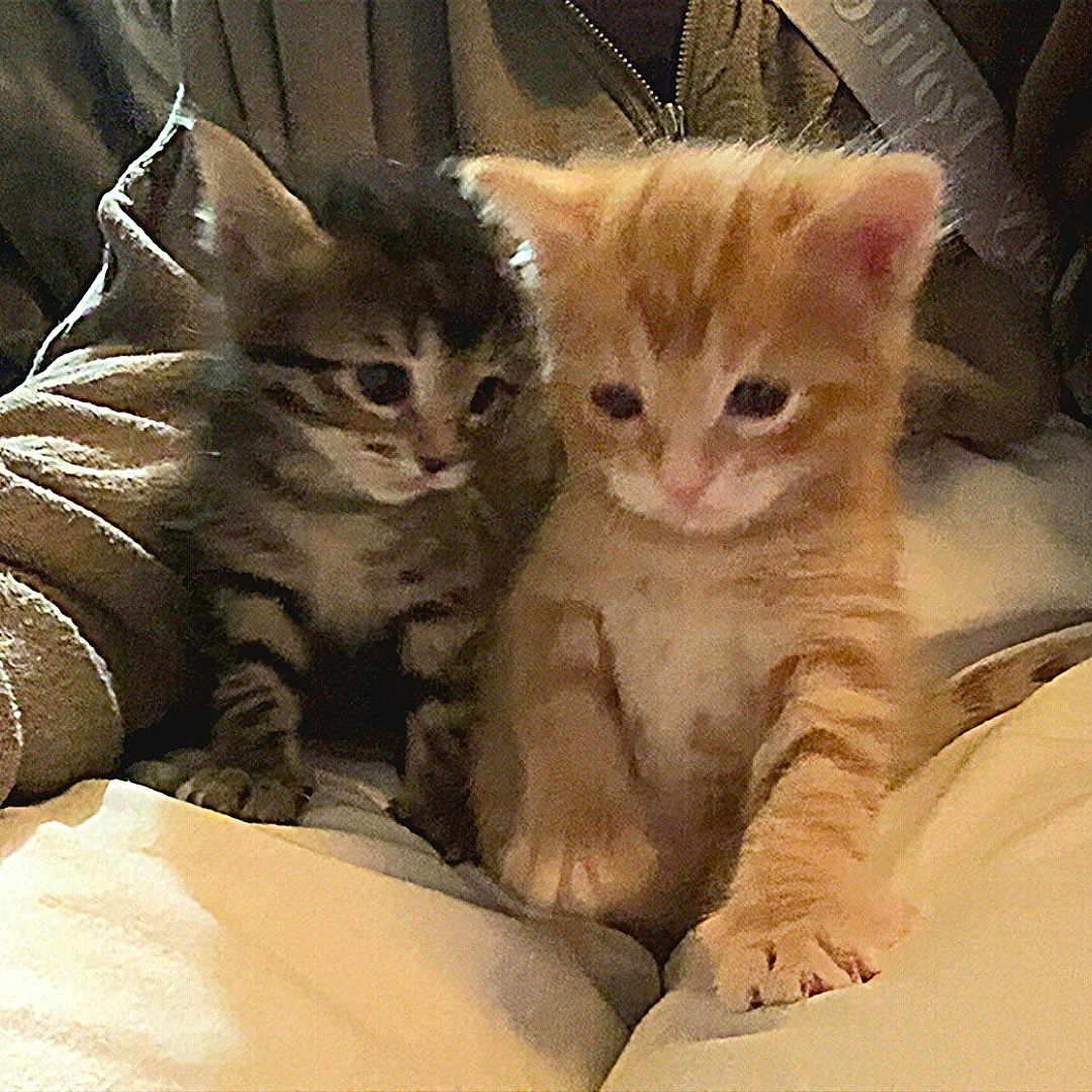 Gigi And Rami