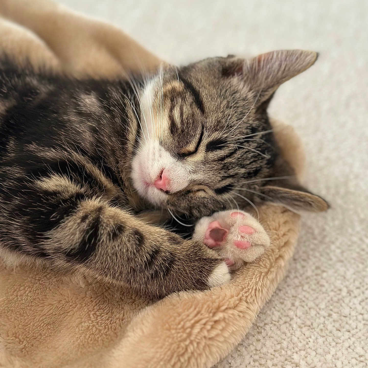 Simba a rejoint le concours — aidez-le/la à gagner de superbes lots ! animal, blanket, cat, close_up, cozy, cute, feline, fur, indoor, mammal, paw, peaceful, pet, pink_nose, relaxed, resting, sleeping, soft_texture, tabby, whiskers