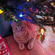 Rubix Cube joined the competition — help win amazing prizes! animal, cat, christmas, christmas_tree, colorful_lights, cozy, curious, cute, decorations, feline, festive, holiday, holiday_lights, indoor, knit, orange_tabby, pet, pine_branches, stocking, wooden_floor