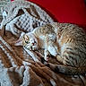 animal, blanket, cat, chair, comfort, cozy, curled_up, cute, domestic_cat, feline, fur, home, indoor, pet, red_cushion, relaxed, resting, sleeping, soft_texture, warm