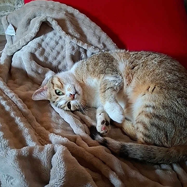 Vitinha a rejoint le concours — aidez-le/la à gagner de superbes lots ! animal, blanket, cat, chair, comfort, cozy, curled_up, cute, domestic_cat, feline, fur, home, indoor, pet, red_cushion, relaxed, resting, sleeping, soft_texture, warm