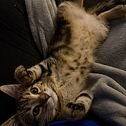 Stella is registered to the contest to win money with this photo: belly, blanket, cat, close_up, cozy, fabric, fur, indoor, kitten, lounge, paw, pet, playful, portrait, relaxed, soft_texture, striped, tabby_cat, whiskers, wide_eyes