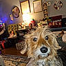 dog, scruffy_dog, living_room, holiday_decorations, couch, rug, lamp, wall_art, pillows, furniture, cozy, indoor, pet, canine, home, decor, curious, brown_fur, small_dog, relaxed