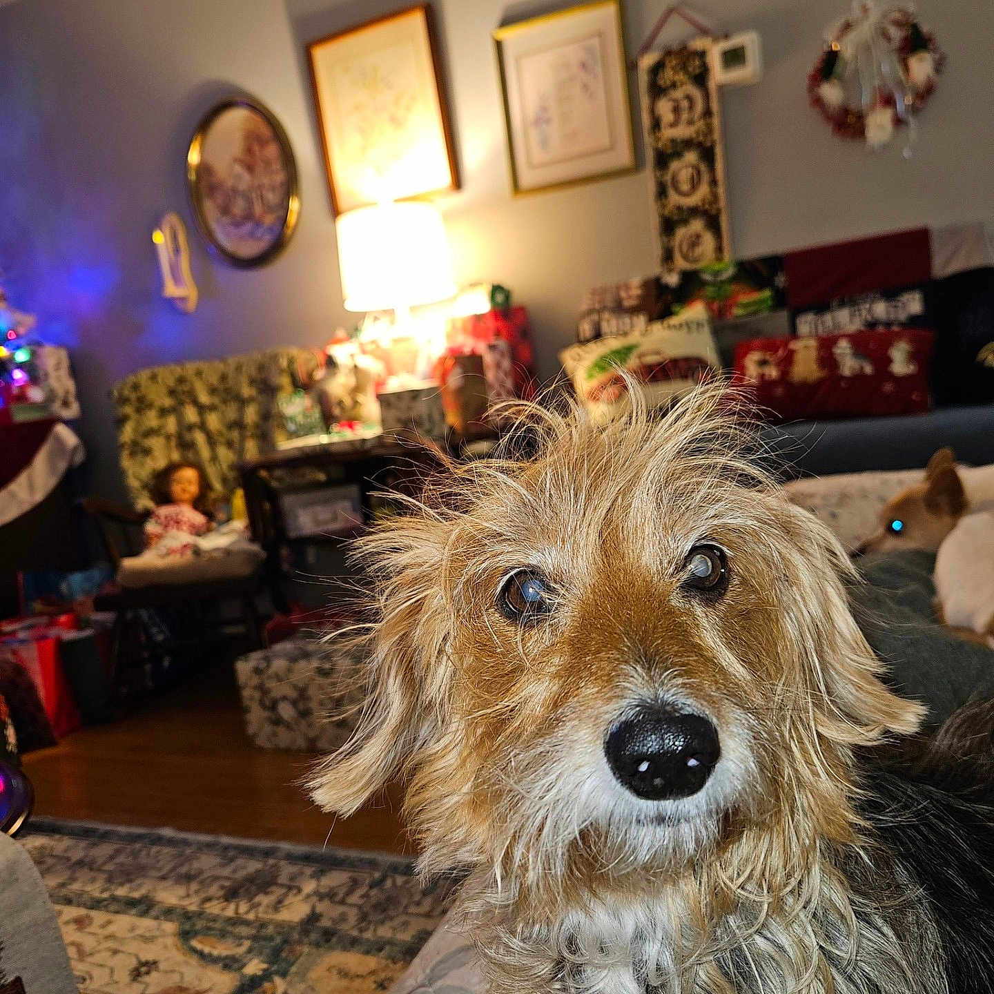 Jack is registered to the contest to win money with this photo: dog, scruffy_dog, living_room, holiday_decorations, couch, rug, lamp, wall_art, pillows, furniture, cozy, indoor, pet, canine, home, decor, curious, brown_fur, small_dog, relaxed