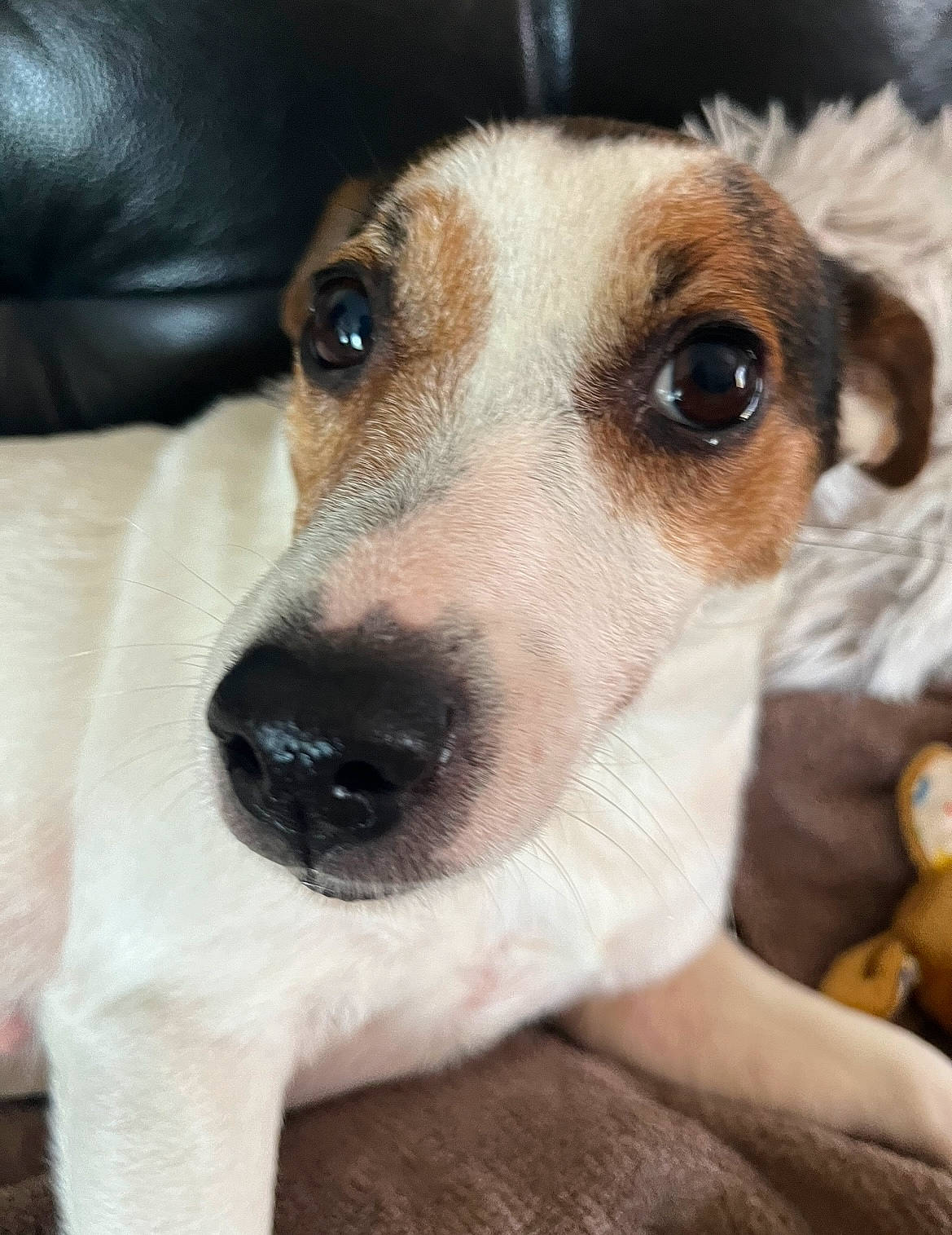 Lila participe au concours pour gagner de l'argent avec cette photo : canidae, carnivore, collar, companion_dog, dog, dog_breed, ear, fawn, fur, head, non_sporting_group, pet_supply, snout, sporting_group, terrestrial_animal, whiskers, working_animal