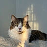cat, feline, pet, animal, fur, whiskers, eyes, sunlight, shadow, blanket, texture, indoor, relaxing, portrait, mammal, domestic, cute, soft_light, resting, closeup