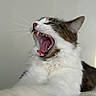cat, yawning, pet, feline, whiskers, mouth_open, teeth, tongue, fur, paw, stretching, indoor, closeup, relaxed, animal, domestic_animal, sleepy, cute, white_fur, tabby