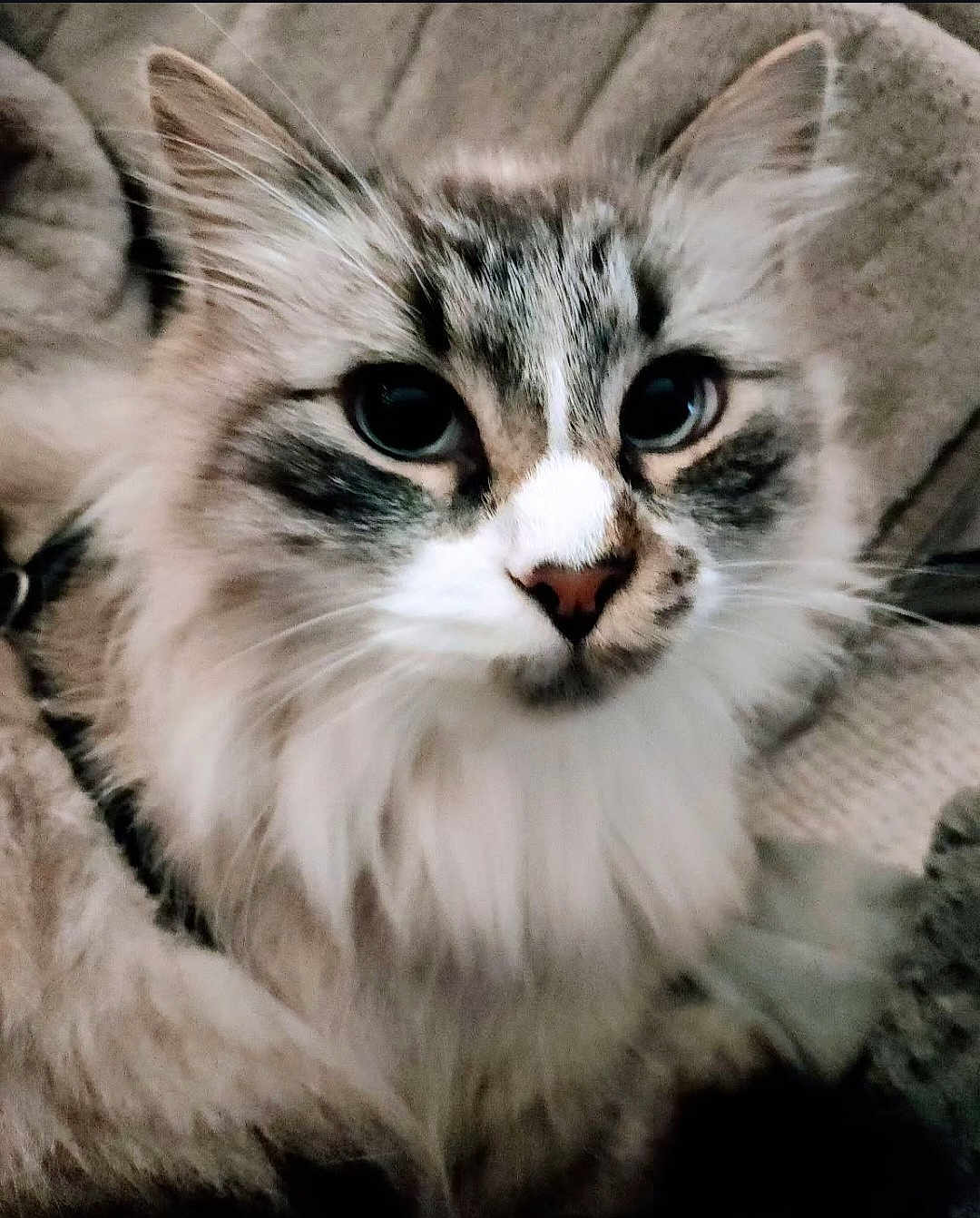 Mr Moon a rejoint le concours — aidez-le/la à gagner de superbes lots ! animal, blue_eyes, cat, close_up, cozy, curious, cute, domestic_cat, ears, face, feline, fluffy, indoor, muzzle, pet, portrait, relaxed, soft_fur, tabby, whiskers