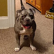 Shadow joined the competition — help win amazing prizes! animal, brown_furniture, cabinet, canine, carpet, companion, dog, domestic, doorframe, ears, friendly, happy, indoor, muzzle, pet, smiling, standing, tail, tongue, white_paws