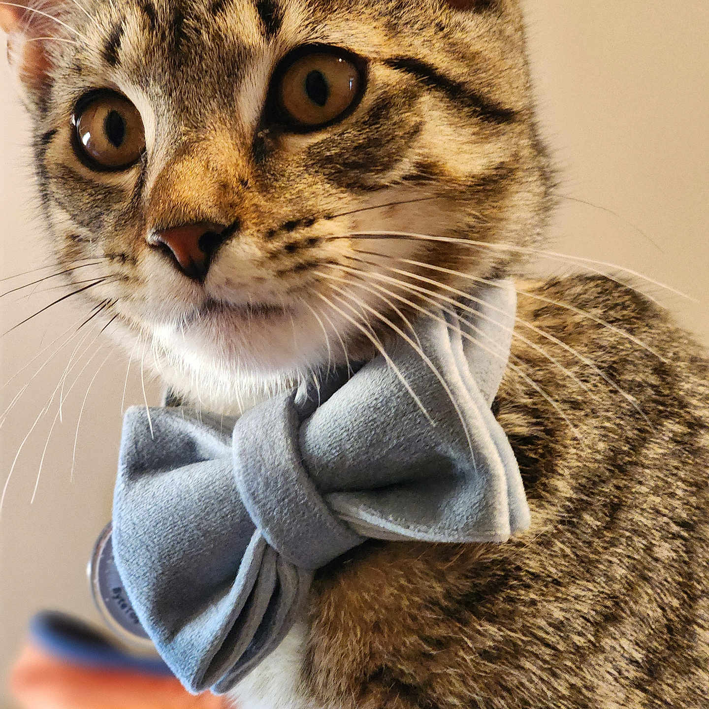 Lucky joined the competition — help win amazing prizes! abyssinian, accessories, animal, bowtie, cat, collar, couch, formalwear, furniture, kitten, manx, necktie, pet, tie