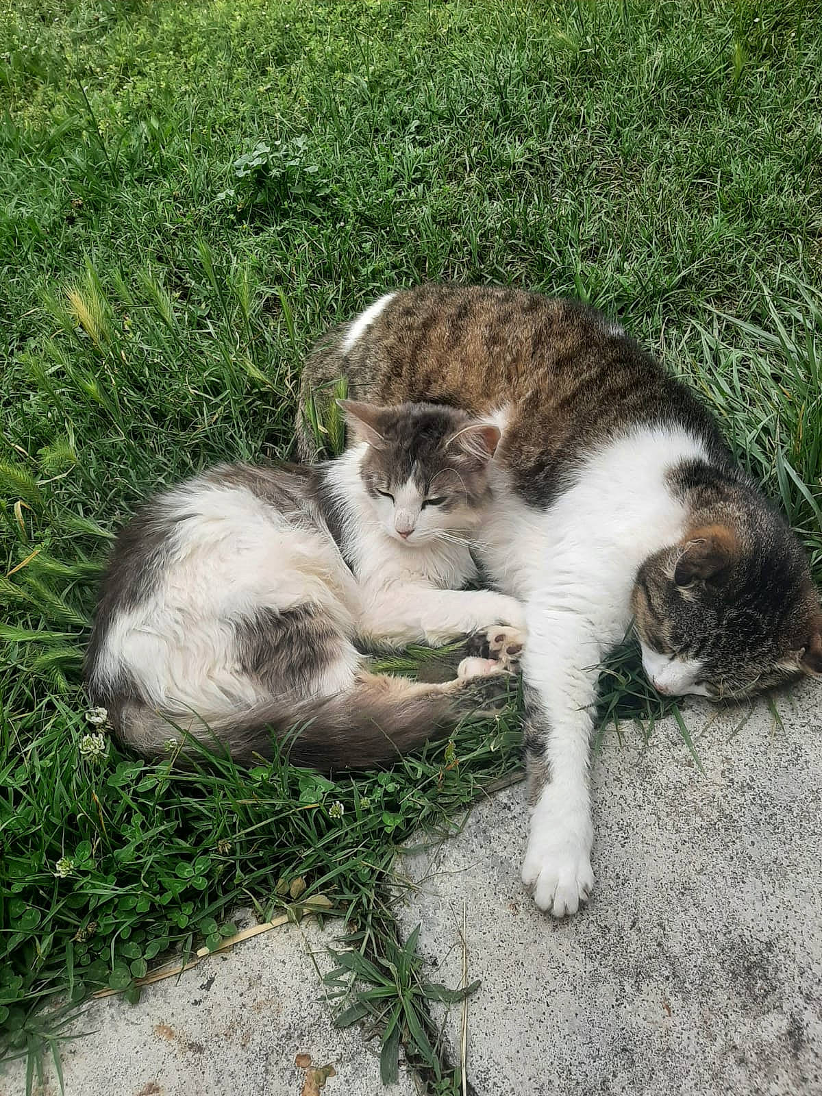 Monster participe au concours pour gagner de l'argent avec cette photo : carnivore, cat, claw, domestic_short_haired_cat, fawn, felidae, fur, grass, groundcover, paw, plant, reef, sitting, small_to_medium_sized_cats, snout, sporting_group, tail, terrestrial_animal, whiskers