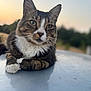 Patapouf a rejoint le concours — aidez-le/la à gagner de superbes lots ! cat, tabby, animal, pet, fur, whiskers, outdoor, sunset, relaxed, closeup, portrait, paws, nature, mammal, feline, calm, soft_light, domestic_cat, cute, resting