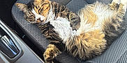 Patapouf a rejoint le concours — aidez-le/la à gagner de superbes lots ! cat, tabby, sleeping, car_seat, interior, plush_toy, gear_shift, sunlight, relaxed, feline, pet, cozy, patterned_fabric, resting, domestic_animal, closeup, indoor, comfortable, animal, seat
