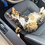 cat, tabby, sleeping, car_seat, interior, plush_toy, gear_shift, sunlight, relaxed, feline, pet, cozy, patterned_fabric, resting, domestic_animal, closeup, indoor, comfortable, animal, seat