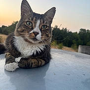 Patapouf participe au concours pour gagner de l'argent avec cette photo : cat, tabby, animal, pet, outdoor, sunset, green_eyes, fur, whiskers, portrait, closeup, nature, relaxed, curious, mammal, paw, resting, soft_light, background_blur, wildlife