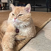 Rudy is registered to the contest to win money with this photo: cat, fluffy, beige, indoor, pet, lounging, rug, collar, name_tag, relaxed, whiskers, ears, fur, floor, home, animal, cute, domestic, portrait, feline
