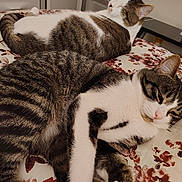 Cotton And Tiga joined the competition — help win amazing prizes! cat, tabby_cat, white_fur, resting, bedspread, floral_pattern, indoor, pet, sleepy, relaxed, animal, feline, cute, cozy, two_cats, domestic, fur, whiskers, paws, companion