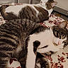 cat, tabby_cat, white_fur, resting, bedspread, floral_pattern, indoor, pet, sleepy, relaxed, animal, feline, cute, cozy, two_cats, domestic, fur, whiskers, paws, companion