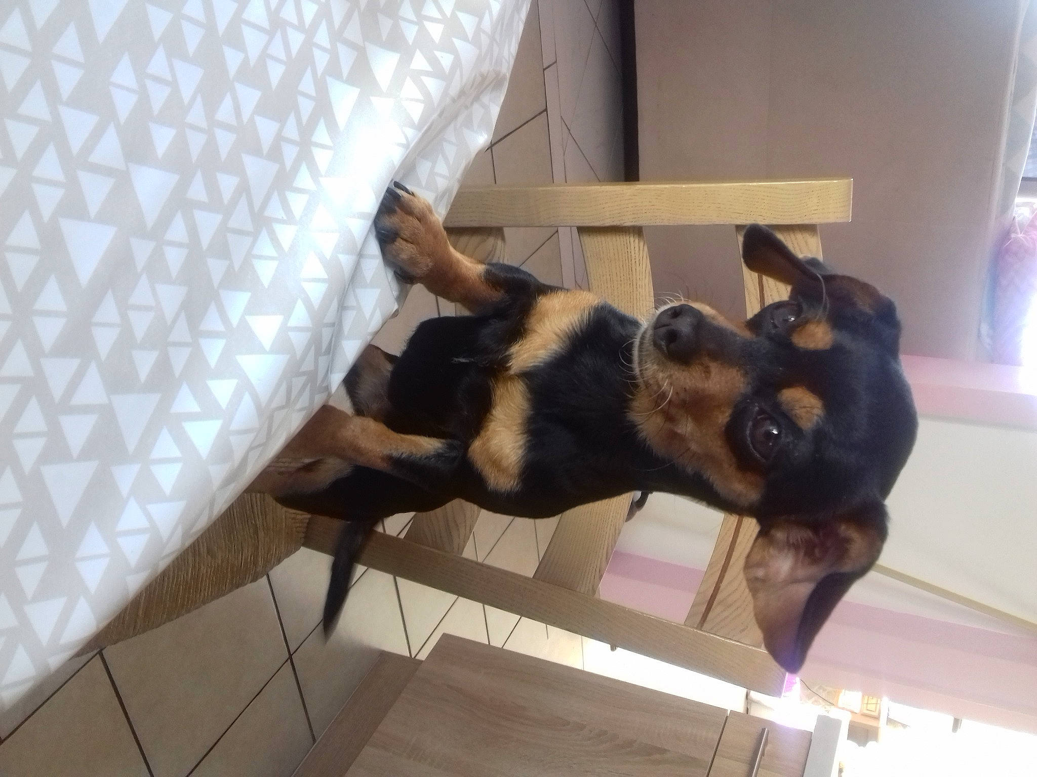 Nicotine participe au concours pour gagner de l'argent avec cette photo : canidae, carnivore, comfort, companion_dog, dog, dog_breed, ear, fawn, flooring, fur, guard_dog, room, snout, sporting_group, tail, terrestrial_animal, window, wood, working_animal, working_dog