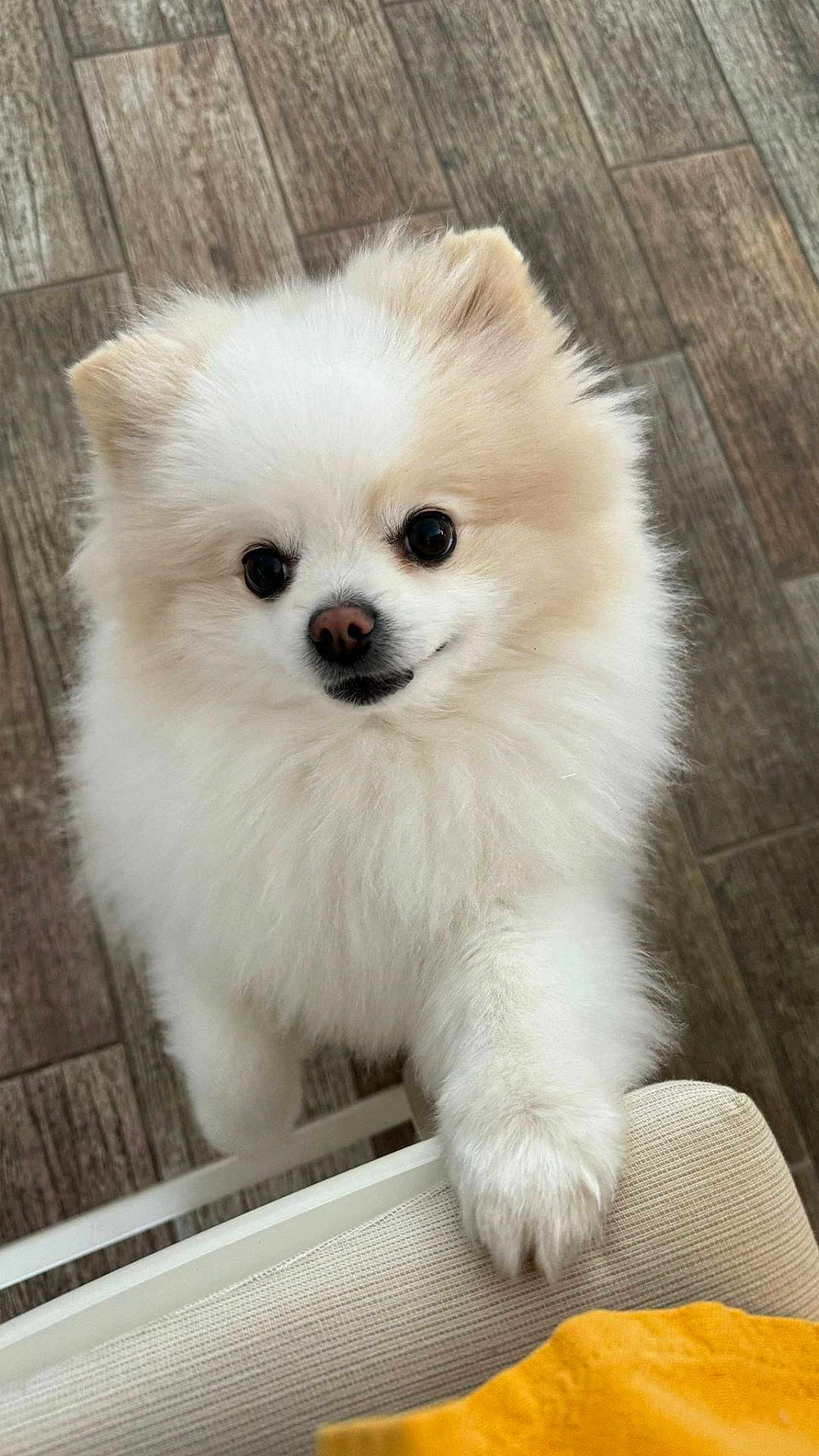 Poupy