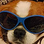 Toby is registered to the contest to win money with this photo: dog, close_up, sunglasses, brown_fur, white_fur, pet, animal, nostrils, cool, portrait, face, whiskers, cute, domestic_animal, eyewear, funny, canine, muzzle, indoor, relaxed