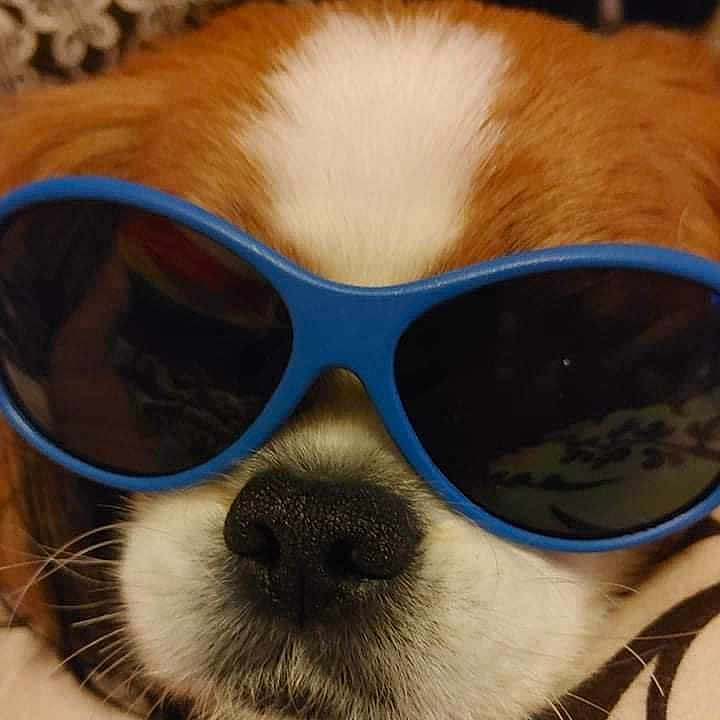 Toby is registered to the contest to win money with this photo: animal, brown_fur, canine, close_up, cool, cute, dog, domestic_animal, eyewear, face, funny, indoor, muzzle, nostrils, pet, portrait, relaxed, sunglasses, whiskers, white_fur