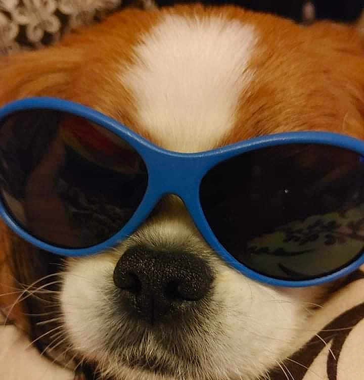Toby is registered to the contest to win money with this photo: dog, close_up, sunglasses, brown_fur, white_fur, pet, animal, nostrils, cool, portrait, face, whiskers, cute, domestic_animal, eyewear, funny, canine, muzzle, indoor, relaxed