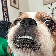 Toby is registered to the contest to win money with this photo: dog, close_up, pet, mouth, teeth, nose, whiskers, fur, indoor, wall_art, green_blanket, expression, cute, animal, face, small_dog, brown_and_white, wide_eyes, funny