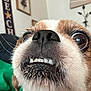 dog, close_up, pet, mouth, teeth, nose, whiskers, fur, indoor, wall_art, green_blanket, expression, cute, animal, face, small_dog, brown_and_white, wide_eyes, funny