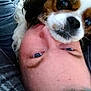 Toby is registered to the contest to win money with this photo: dog, person, face, close_up, selfie, pet, cute, animal, companion, lying_down, affection, indoor, fur, eye, nose, head, skin, expression, casual, playful