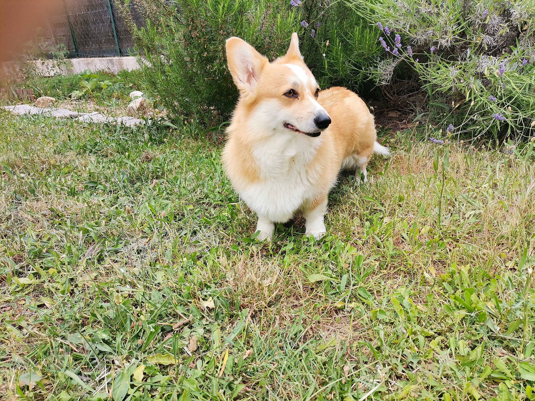 Dinky a rejoint le concours — aidez-le/la à gagner de superbes lots ! canidae, canis, carnivore, companion_dog, dog, dog_breed, fawn, fur, german_spitz_mittel, grass, herding_dog, plant, snout, spitz, sporting_group, tail, terrestrial_animal, welsh_corgi, whiskers, working_animal