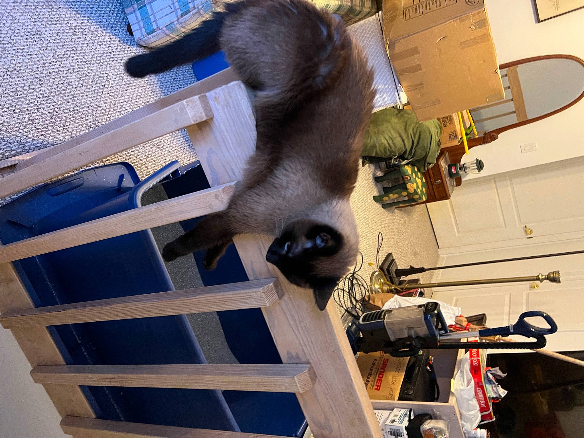 Shadow joined the competition — help win amazing prizes! domestic_short_haired_cat, electric_blue, engineering, fur, machine, room, snapshot, tail
