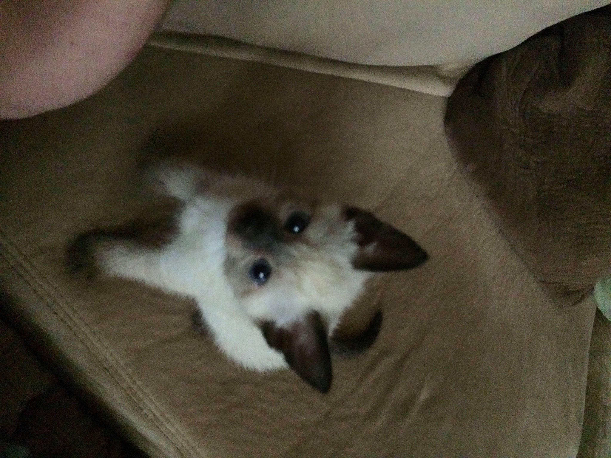 Shadow is registered to the contest to win money with this photo: canidae, carnivore, comfort, companion_dog, dog, dog_breed, fawn, felidae, flooring, fur, hardwood, non_sporting_group, paw, small_to_medium_sized_cats, snout, sporting_group, tail, whiskers, working_animal