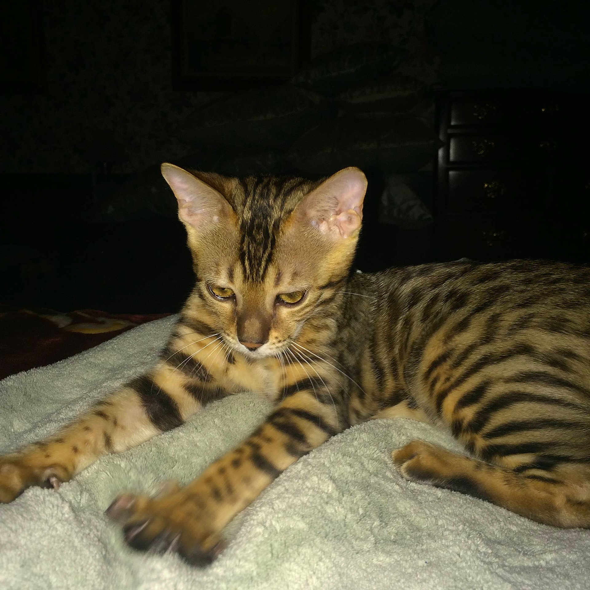 Rhaegal is registered to the contest to win money with this photo: