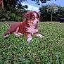 puppy, dog, grass, outdoor, nature, greenery, tree, young_animal, pet, canine, fur, cute, animal, garden, summer, daytime, adorable, mammal, relaxing, landscape
