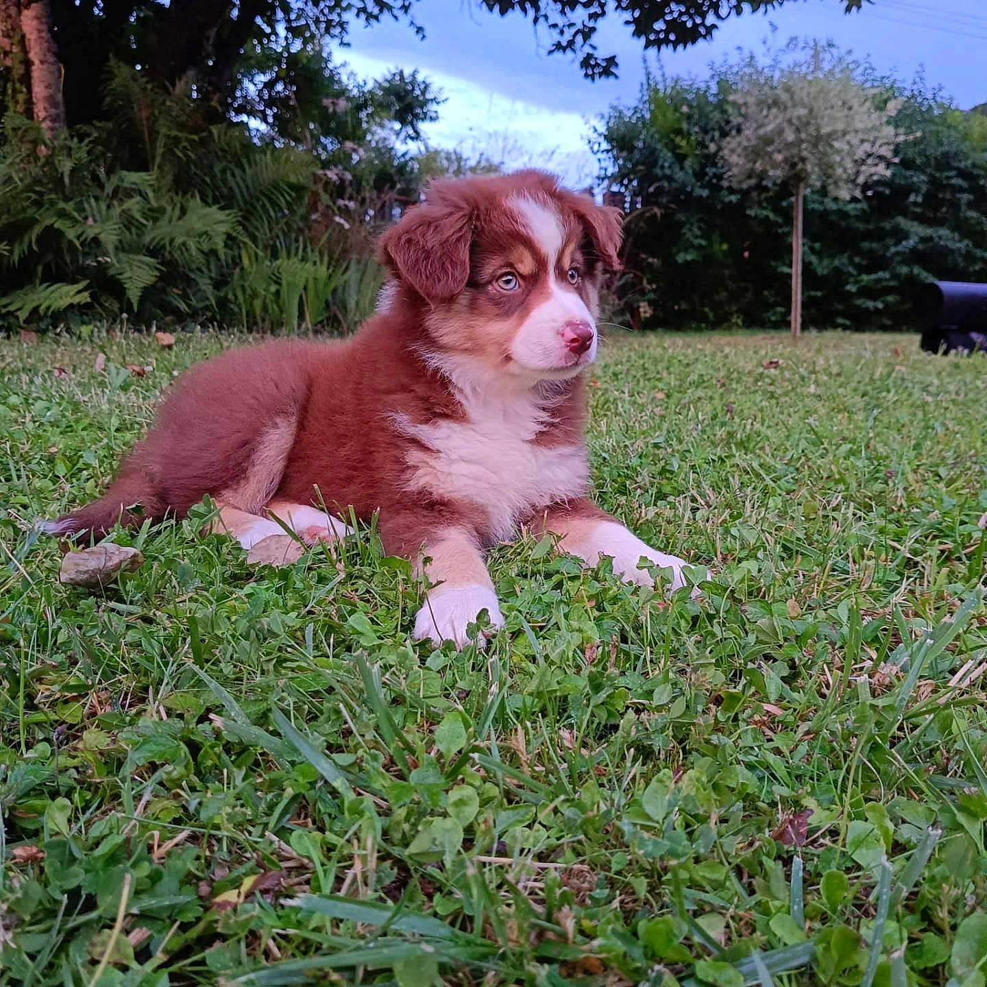 Bloupette a rejoint le concours — aidez-le/la à gagner de superbes lots ! adorable, animal, canine, cute, daytime, dog, fur, garden, grass, greenery, landscape, mammal, nature, outdoor, pet, puppy, relaxing, summer, tree, young_animal