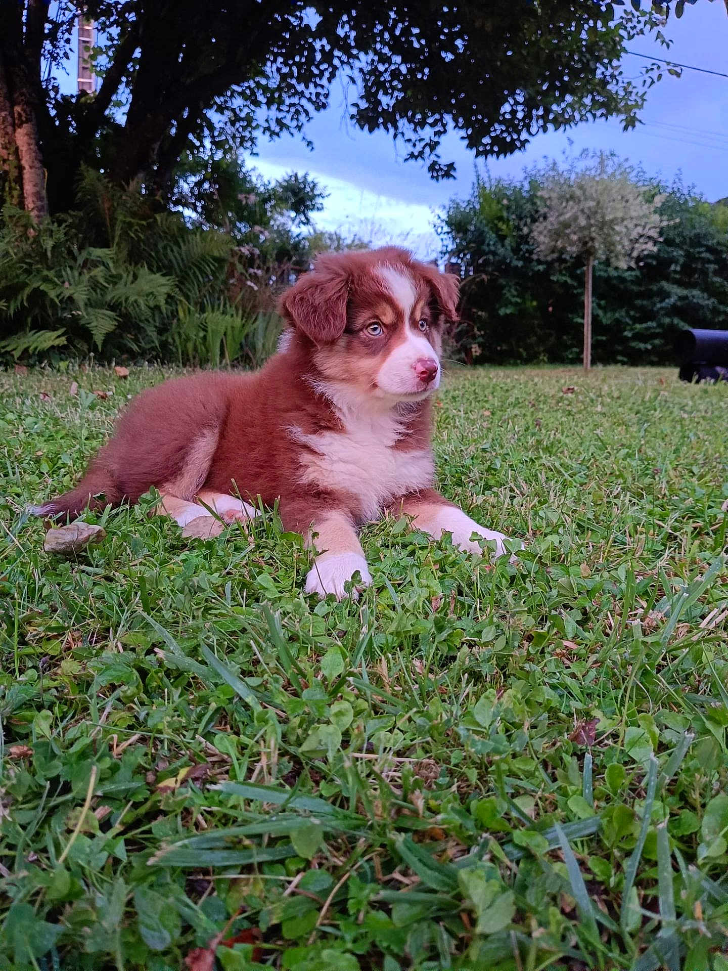 Bloupette a rejoint le concours — aidez-le/la à gagner de superbes lots ! puppy, dog, grass, outdoor, nature, greenery, tree, young_animal, pet, canine, fur, cute, animal, garden, summer, daytime, adorable, mammal, relaxing, landscape