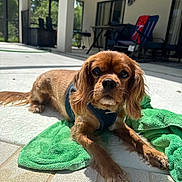Jack joined the competition — help win amazing prizes! dog, brown_dog, pet, outdoor, patio, towel, sunlight, relaxing, canine, fur, ears, nose, paws, harness, home, chair, table, shadow, window, daylight