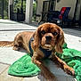 dog, brown_dog, pet, outdoor, patio, towel, sunlight, relaxing, canine, fur, ears, nose, paws, harness, home, chair, table, shadow, window, daylight