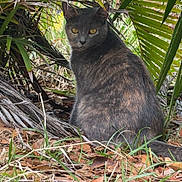 Squirrel joined the competition — help win amazing prizes! alert, animal, camouflage, cat, close_up, foliage, grass, gray_cat, leaves, mammal, natural_light, nature, outdoor, palm_leaves, pet, quiet, sitting, wild, wildlife, yellow_eyes