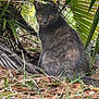 alert, animal, camouflage, cat, close_up, foliage, grass, gray_cat, leaves, mammal, natural_light, nature, outdoor, palm_leaves, pet, quiet, sitting, wild, wildlife, yellow_eyes