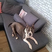 Bouba a rejoint le concours — aidez-le/la à gagner de superbes lots ! brick_wall, canine, comfort, cushion, dog, domestic_animal, ears_up, floor, furniture, grey, home, indoors, laying_down, living_room, looking_at_camera, pet, relaxed, resting, sofa, wooden_floor