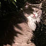 cat, animal, pet, fluffy, night, dark, shadow, leaves, garden, railing, curious, tongue_out, fur, whiskers, outdoor, wildlife, mammal, face, eyes, nature