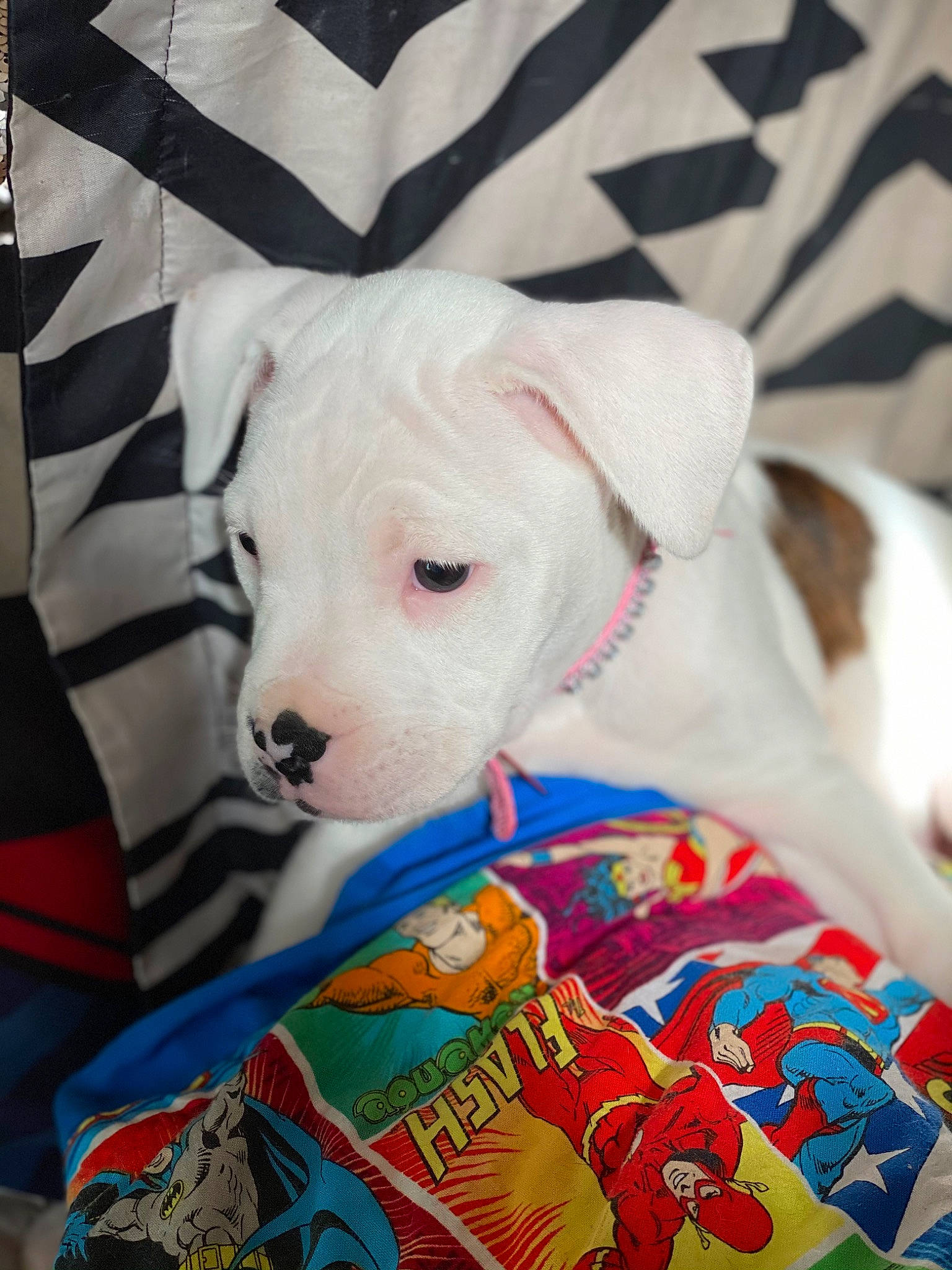 Harley joined the competition — help win amazing prizes! carnivore, collar, comfort, companion_dog, couch, dog, dog_breed, dog_clothes, dog_supply, fawn, linens, mammal, pattern, pet_supply, snout, stuffed_toy, textile, toy, white, working_animal