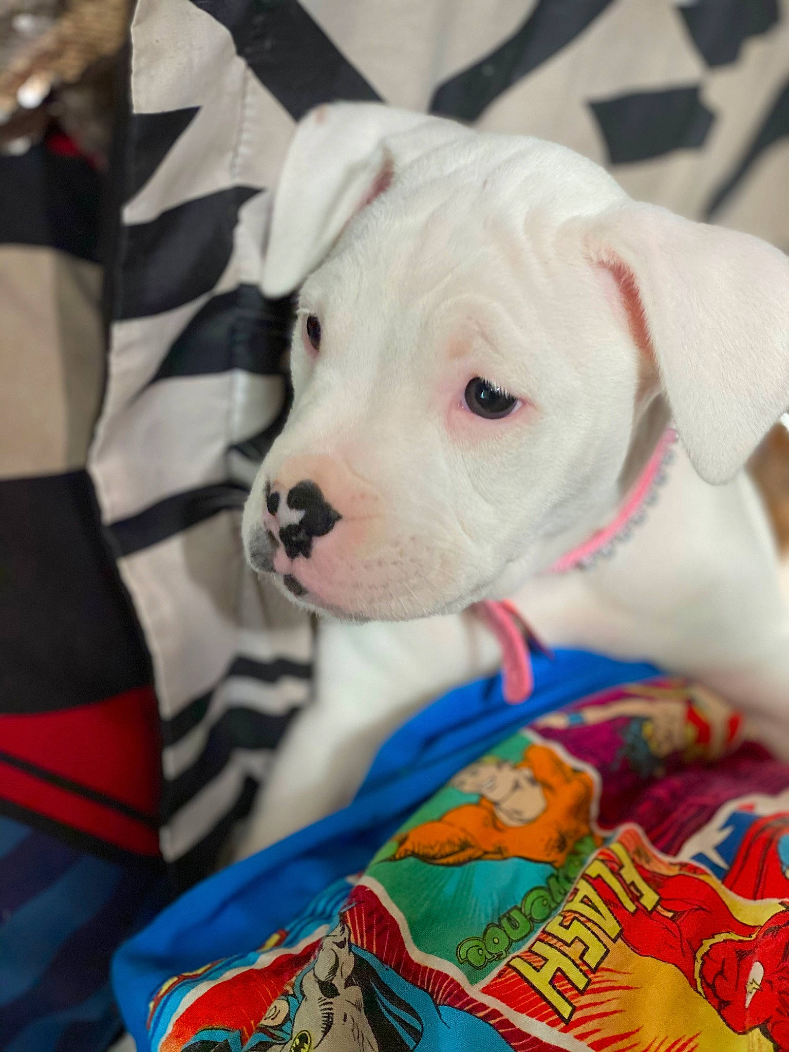 Harley is registered to the contest to win money with this photo: canidae, carnivore, collar, companion_dog, dog, dog_breed, dog_clothes, dog_collar, dog_supply, fawn, fur, pattern, pet_supply, plush, snout, sporting_group, stuffed_toy, toy, whiskers, working_animal