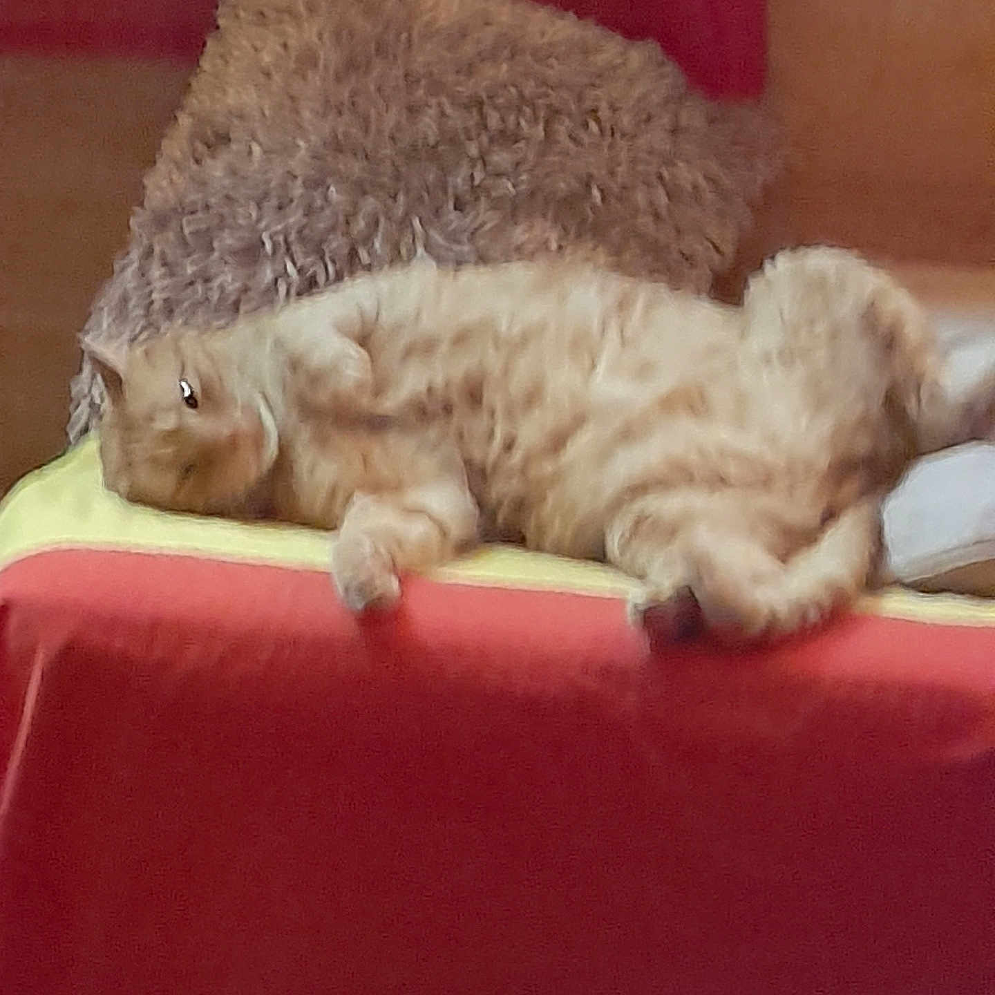 Ligt a rejoint le concours — aidez-le/la à gagner de superbes lots ! abyssinian, animal, architecture, armchair, bed, blanket, building, cat, chair, couch, cushion, furniture, homedecor, indoors, kitten, manx, person, pet, siamese, sleeping