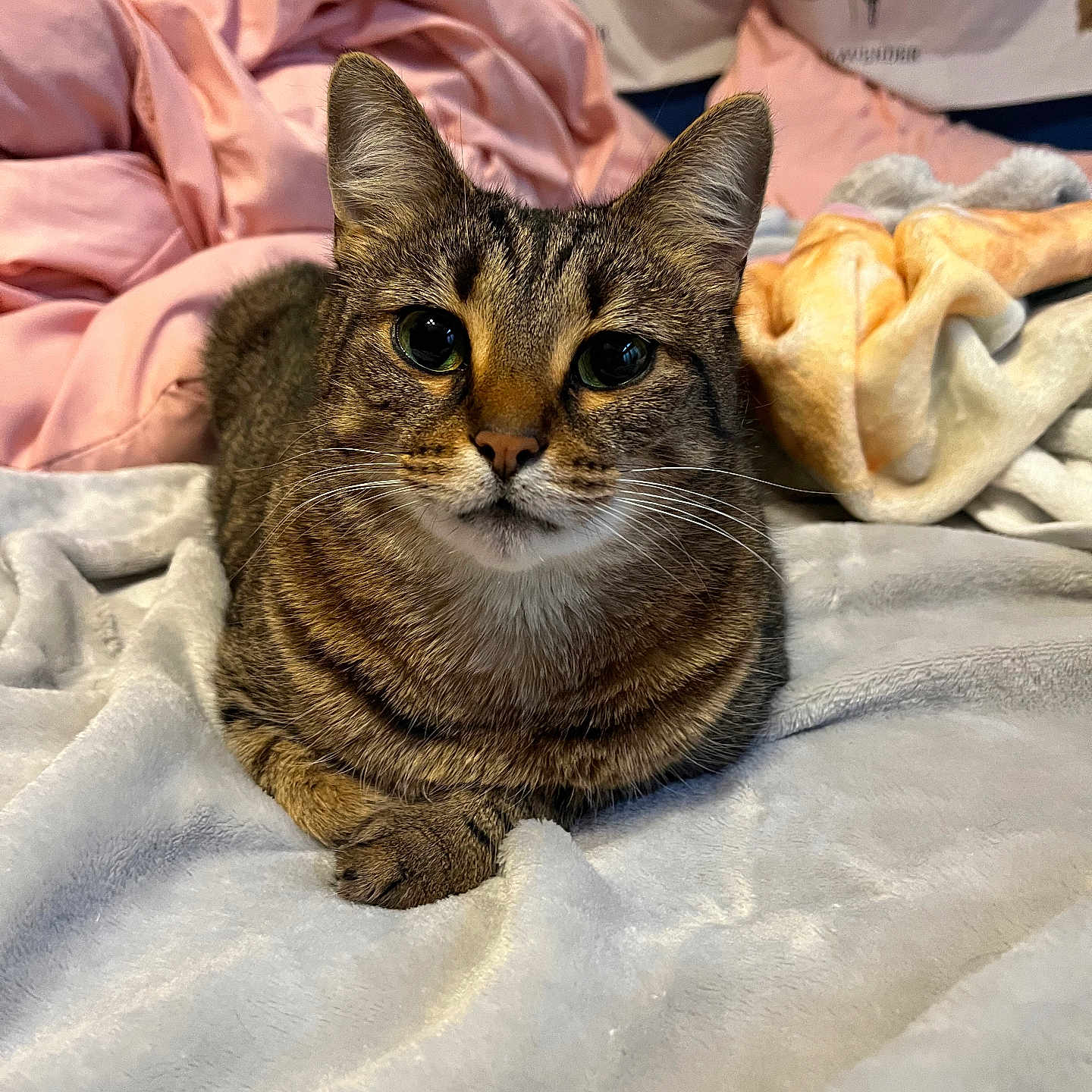 Raven joined the competition — help win amazing prizes! animal, bedding, bedroom, blanket, cat, closeup, comfortable, cozy, cute, domestic_animal, feline, fur, green_eyes, indoor, pet, relaxed, resting, soft_texture, tabby_cat, whiskers