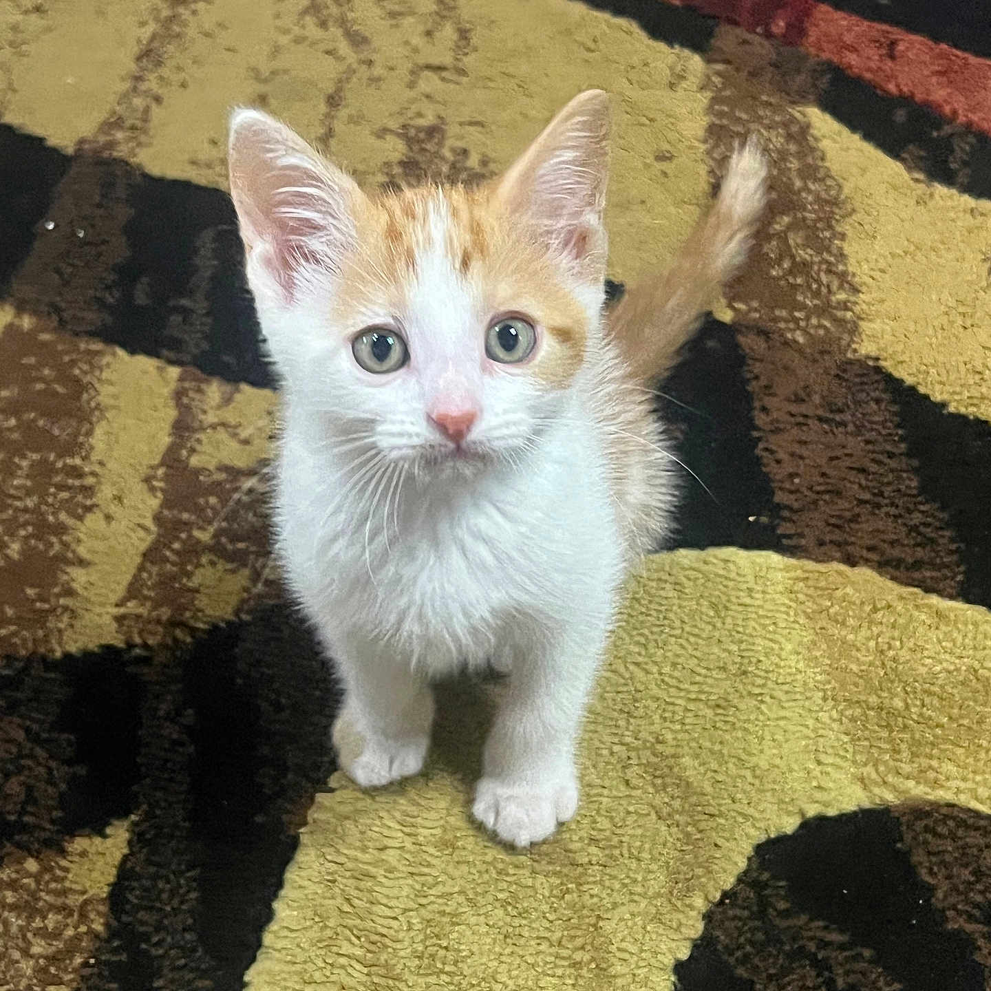 Pumpkin is registered to the contest to win money with this photo: kitten, cat, pet, animal, feline, young, curious, indoor, carpet, patterned, orange, white, cute, small, looking_up, fur, whiskers, ears, tail, domestic
